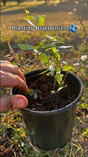 Planting our Top Hat Blueberry Bushes #plants #berries #homestead