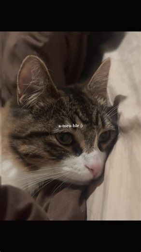 cherri🍒 (@junebuggedd)’s videos with suara asli - peco || Template - template