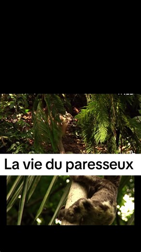 Vidéos de Nat Geo Wild SN (@natgeowildsn) avec original sound - user20078594168