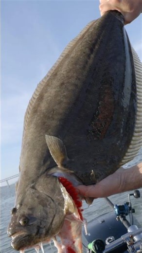 35 Inch Halibut - Biggest Fish of the Day! 🔥 #fishing #sfbay