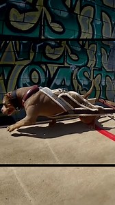 🥇 Want to know the secret weapon of champion breeder Dela Cruz? 👉 In this exclusive reel, he shares his tips for winning and reveals his ultimate tool for success - Bully Max supplements! 🏆 Get ready to take your dog's performance to the next level and bring home the gold with Dela Cruz's winning formula. #BullyMax #ChampionBreeder #WinningTips #DogSupplements #PerformanceBoost | Bully Max