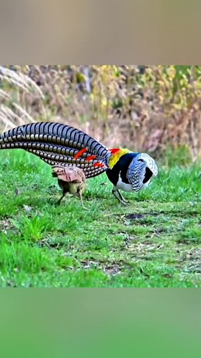 Courtship dance | Wildlife Planet
