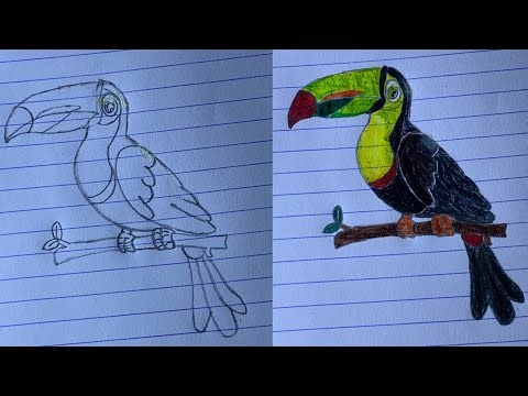 How to Draw a Toucan Bird | Colorful Bird Drawing Easy Steps