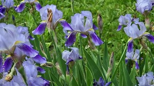Beautiful bleu iris flowers blooming in the garden on a spring day