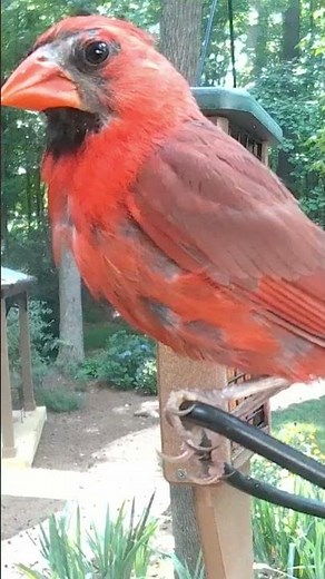 Molting Male Northern Cardinal Shows Off at the Feeder