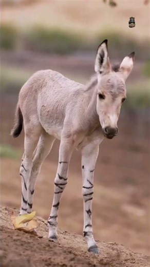 Somali Wild Ass – One of the Rarest Animals on Earth 😮