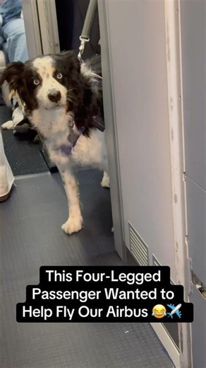 This Four-Legged Passenger Wanted to Help Fly Our Airbus 😂✈️