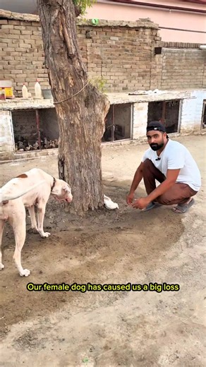 Dog Tragedy: Female Dog Kills Rabbit on Mini Zoo