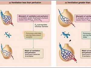 Respiratory System Video 9
