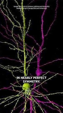 The Creator's Design of the Brain Will Blow Your Mind