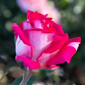 Picture Perfect™ Hybrid Tea Rose