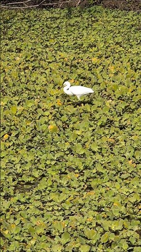 Snowy Egret with Yellow Feet & Lores Walks on Marsh Plants at Lake Apopka Wildlife Drive! Apopka