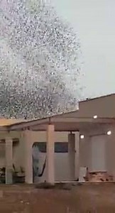 The most amazing flock of birds we've ever seen | Best videos