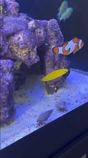 Yellow Coris Wrasse #fish