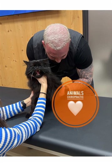 Understanding Back Pain in Cats: Causes and Solutions