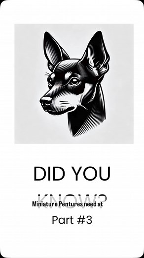 🐾 Your Miniature Pinscher isn’t just a lap dog – they’re a bundle of energy! 🚀 These little powerhouses were bred for agility and movement, and without enough activity, they can become restless or even destructive. ✨ Why exercise is essential for Mini Pins: ✅ Prevents behavioral issues (like excessive barking & chewing) ✅ Keeps their muscles and joints strong 🦴💪 ✅ Reduces anxiety & stress – A tired Mini Pin is a happy Mini Pin! 😃🐶 🏞️ Best ways to exercise your Mini Pin: 🐕 Off-leash play 