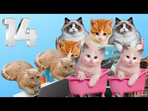 Skip counting by 2s. Fun song about cats and skip counting by twos.