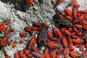Boxelder bug nymphs make a colorful garden display