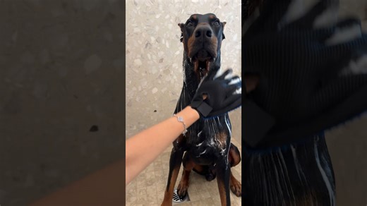 One calm Doberman receives a peaceful and relaxing bath home