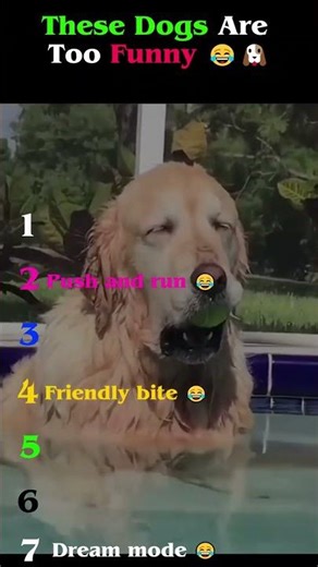 Funniest Dog Moments You Can’t Stop Watching 😂🐶 #funnydogs #dogmoments #funnyanimals