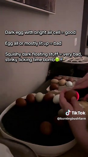 Preparing for Hatching Baby Chicks with an Incubator