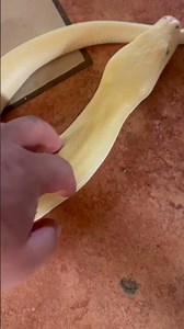 Beautiful ivory Burmese python!!