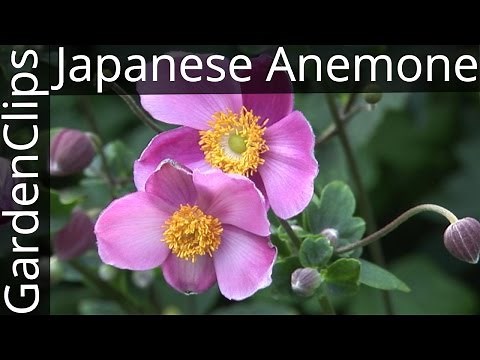 Japanese Anemone - Anemone x hybrida - How to grow Japanese Anemone