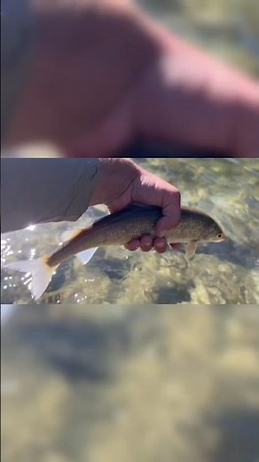 Catching a healthy mountain whitefish