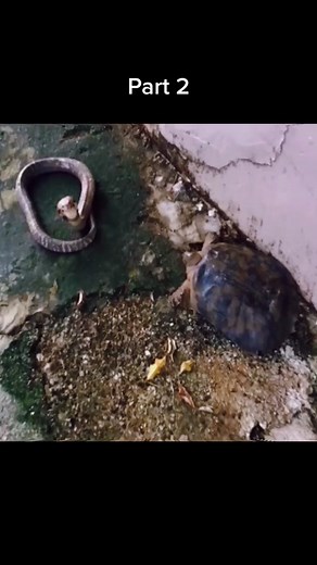 Snake Hunting Turtle: A Wildlife Encounter