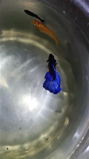 Full Blue Betta Fish Angry Mode 🔥 Most Aggressive Fighter Fish Ever #shorts
