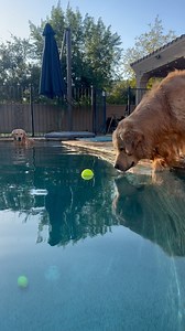 Worth every second #goldenretriever #blue #tub | The Golden Bros Tub & Blue