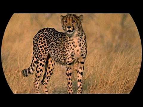 ABC World Reference: Wide World of Animals (1995) - Demo 2