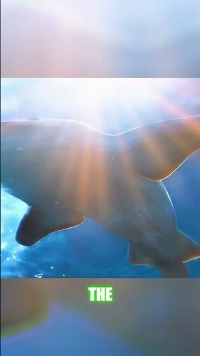 Megalodon vs. Great White: The Ultimate Shark Showdown\nComparison between Megalodon and great white