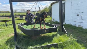 25K views · 219 reactions | Let’s look at these 3 young k9s in our training program! The Rottweiler! The Chinese Red Dog! The German Shepherd! Protection with no control ??!! Absolutely no way in my program! Before true defence we must shape compliance! We must establish obedience even in a state of reactivity! Learning before proofing!! www.ddrguarddogs.com! We are proud of our facilities and the variety of role plays we expose our young k9s to!! | DDR GUARD DOGS | Facebook