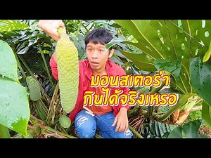 มอนสเตอร่ากินได้จริงเหรอ ปีนี้มี 15 คนที่ได้กิน ฝักละ 500 | เอิร์ธสดชื่น