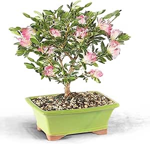 Brussel's Bonsai Live Dwarf Powder Puff Bonsai Tree - Medium, 5 Year, 6 to 10 Inches Tall - Indoor Bonsai Tree Live with Ceramic Bonsai Pot