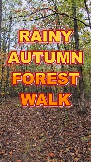 Rainy Autumn Forest Walk #pov #autumncolors #fall #hike #asmr #statepark #shorts #rainywalk #serene