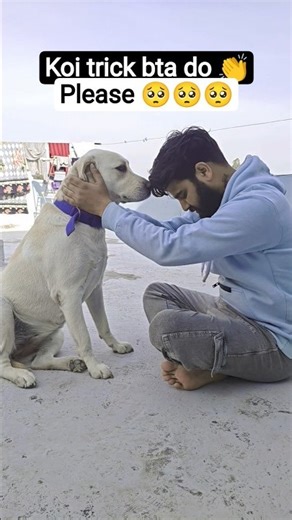 Funny Labrador Day-22 😂 #dog #dogs #funnydog #funnyvideo