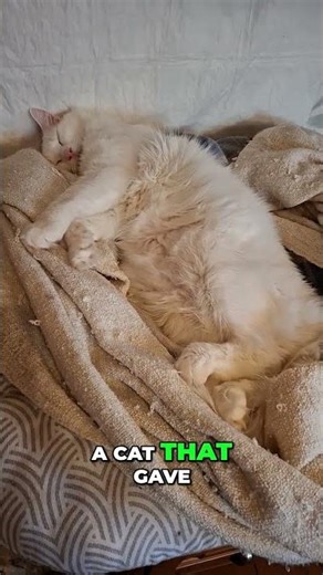 Traumatized Kittens Need Your Help: Street Cats' Untold Stories #shorts