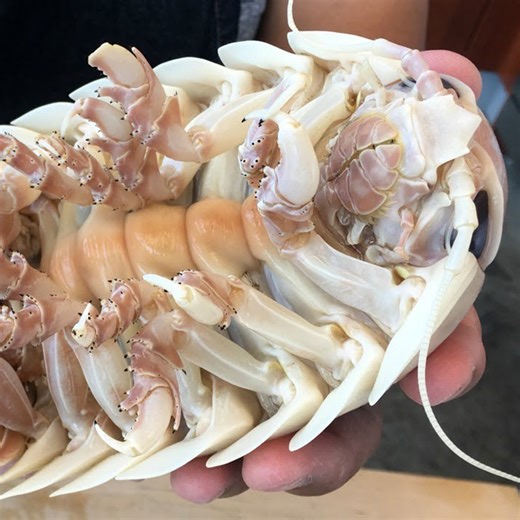 Live Isopod Cut Clean Cook | Hiroyuki Terada - Sushi Master