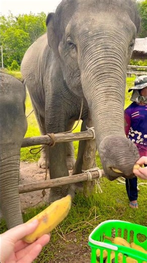 So funny elephants
