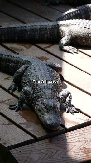 Today’s animals compared to their ENORMOUS ANCIENT ANCESTORS Part II #shorts #prehistoric