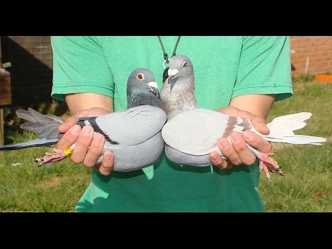Pigeon Genetics