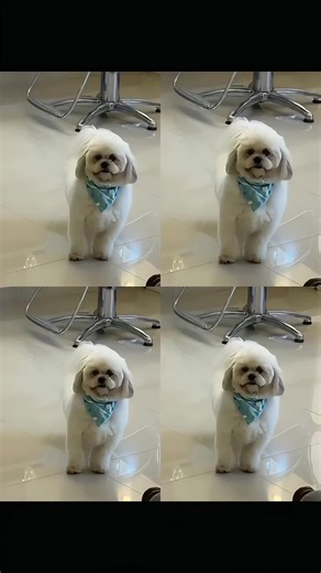 Dog dancing Jamal step with IA Tutorial, Follow me to use this Al template, how to make videos dancing with ia dogs, dog dancing ia tutorial for free, dog dancing ia tutorial gemini, dog dancing ia tutorial with a toy wearing helmet, how to make your dog dance, o dog dancing Brazilian, dog dancing ia, dog dancing gemini, how to make videos dancing with ia, how to edit a Share video dancing with ia, howto edit a video dancing with ia, how to make videos dancing with ia, how to make videos dancing