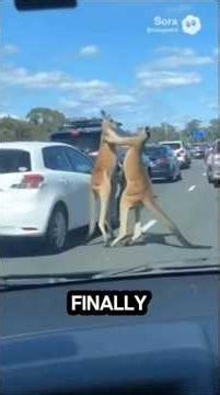 4 Animals That Own the Road 😳🚗 #animalfacts #wildfact