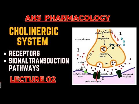 Cholinergic System (Basics) - Receptors and their Signal transduction - ANS pharmacology L2