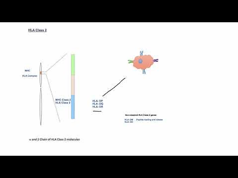 Part 2 : HLA Classification and Nomenclature