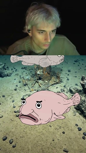 The true appearance of the blob fish #educational #animal