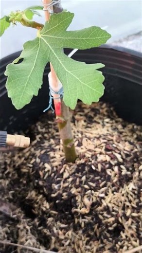 The Growth Journey of Fig Trees: The Joy of Planting | Episode 2998