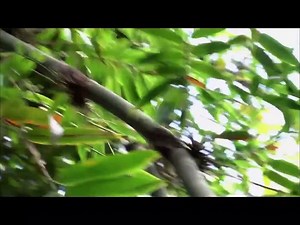 Wild kratts S3E25 - Golden Bamboo Lemur